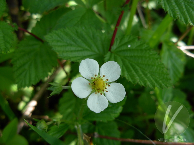 Wald-Erdbeere: Übersicht